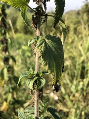Urtica dioica