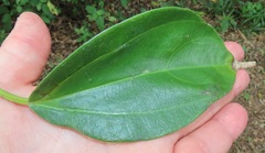 Scepocarpus trinervis