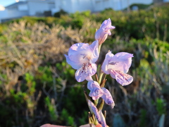 Gladiolus caeruleus