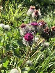 Arctium tomentosum