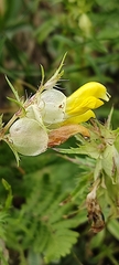 Rhinanthus glacialis