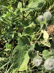 Arctium tomentosum