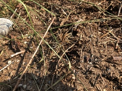 Formica obscuripes