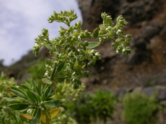 Paronychia canariensis image