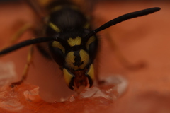 Vespula vulgaris