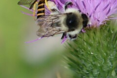 Bombus sylvarum