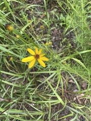 Coreopsis pulchra
