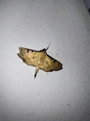 Herpetogramma fluctuosalis