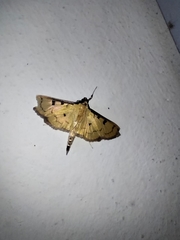 Herpetogramma fluctuosalis