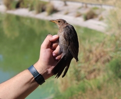 Turdus merula