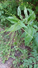 Verbena urticifolia