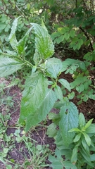 Verbena urticifolia