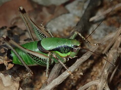 Eupholidoptera leucasi
