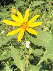 Helianthus tuberosus
