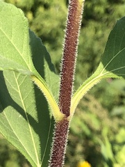 Helianthus tuberosus