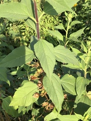 Helianthus tuberosus