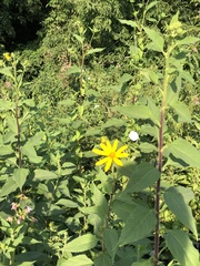 Helianthus tuberosus