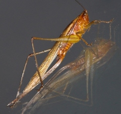 Conocephalus attenuatus