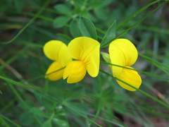 Lotus corniculatus