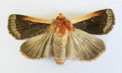 Abagrotis bimarginalis