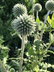 Echinops sphaerocephalus