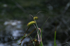 Carex frankii