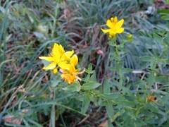 Hypericum perforatum