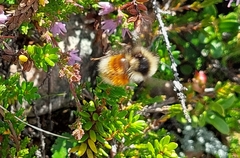 Bombus lapponicus