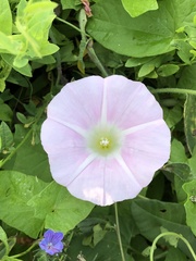Calystegia sepium