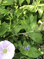 Calystegia sepium