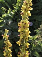 Verbascum nigrum