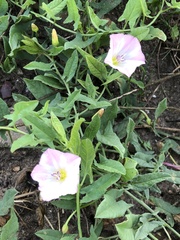 Convolvulus arvensis