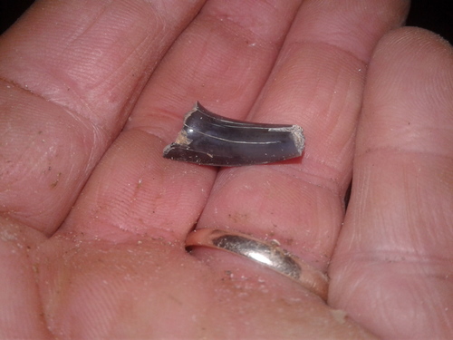 Lamniformes