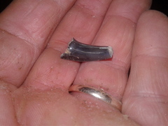 Lamniformes