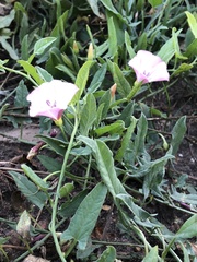 Convolvulus arvensis