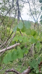 Pseudosmodingium perniciosum