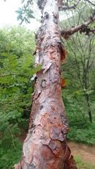 Pseudosmodingium perniciosum