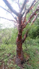 Pseudosmodingium perniciosum