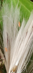 Aphidoletes aphidimyza
