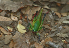 Coniungoptera nothofagi