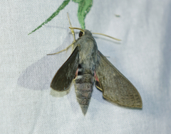 Hyles vespertilio