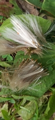 Aphidoletes aphidimyza