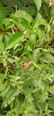 Aphidoletes aphidimyza