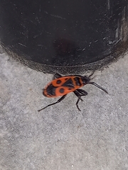 Pyrrhocoris apterus