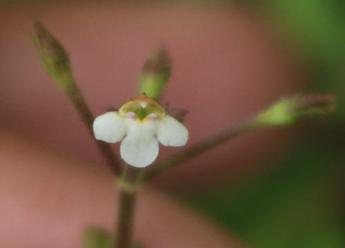 Lindernia viscosa iNat (3)