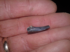 Lamniformes