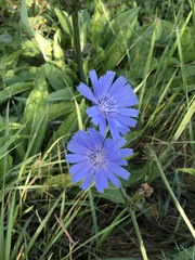 Cichorium intybus