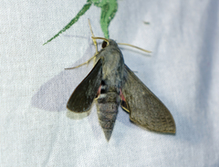 Hyles vespertilio