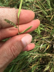Paspalum denticulatum