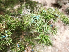 Juniperus communis communis